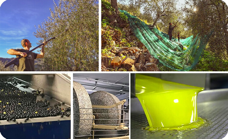 オリーブオイル・フルクトス