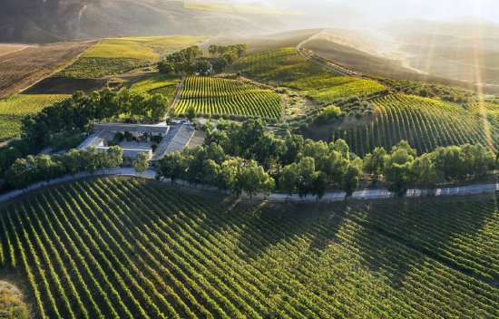 フェウド モントーニ畑