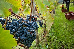 グラーチの畑とブドウ