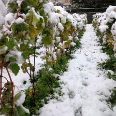 ビアージニコラの畑