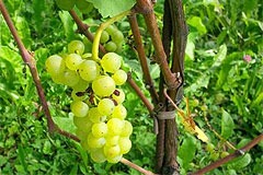 ヨハニターのブドウ