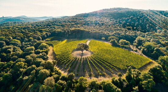 ヴェンタリオの畑