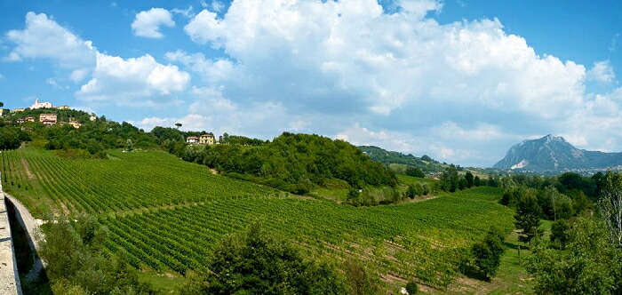 スティレマ フィアーノ 畑