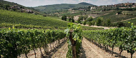 コッレベレート 畑