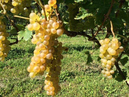 サルヴェッタブドウ