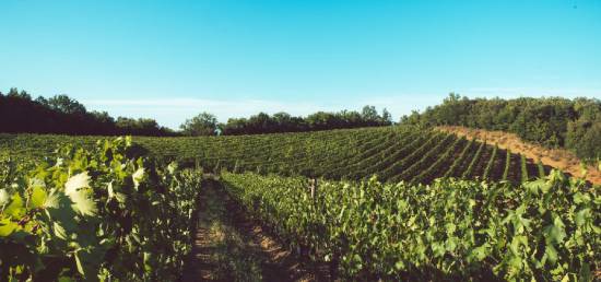 カンピ ディ フォンテレンツァ畑