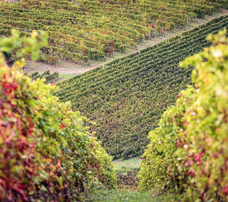 ピローヴァノ畑