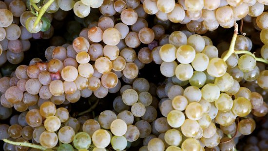 フィラドーロブドウの房