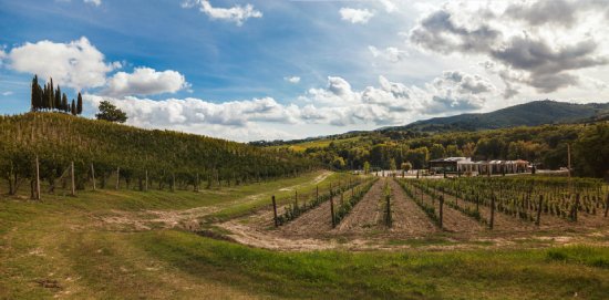 バルバネーラ畑