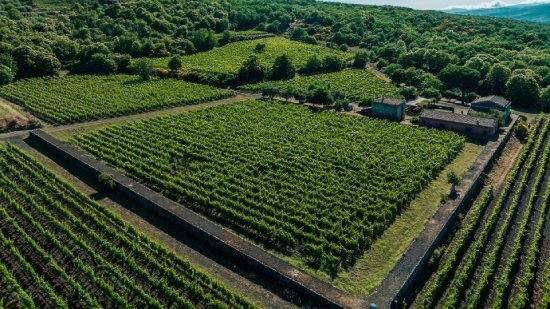 プラネタエトナ畑