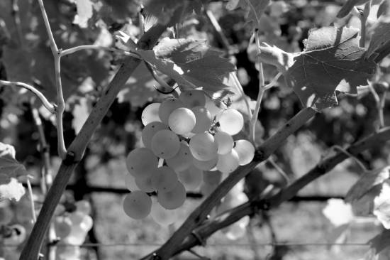 ジーノ ペドロッティブドウ