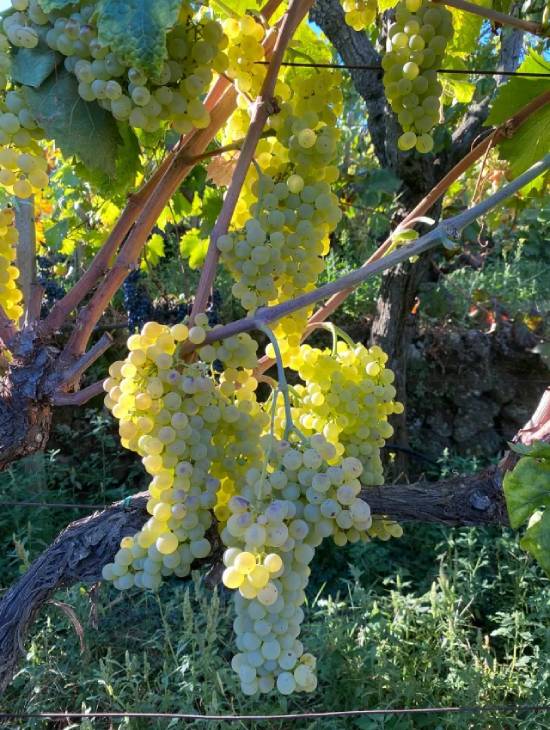 ヴィーノ ディ アンナブドウ白