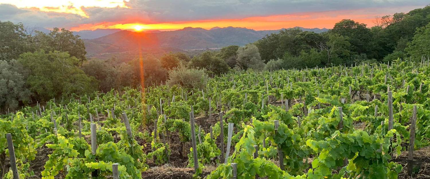 ヴィーノ ディ アンナ風景