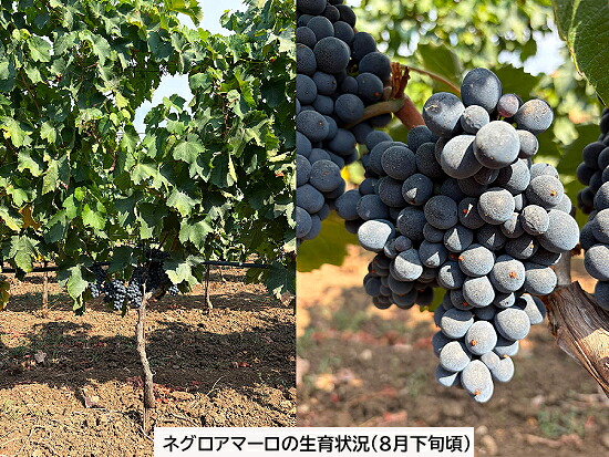 ネグロアマーロ