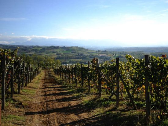 サンルイジの畑