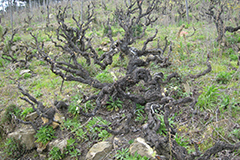 ルヴァイラの畑