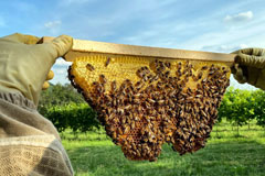 バレストリヴァルダミツバチ