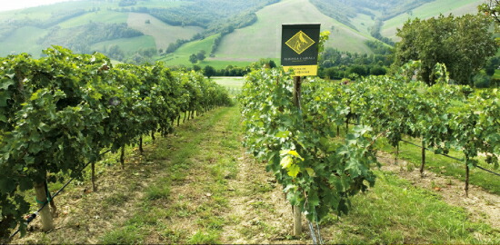 アルビネア カナーリ 畑