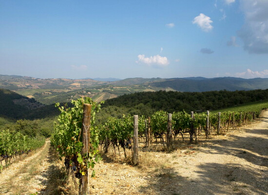 イスティネの畑