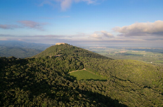 標高400m、サッシカイア最初の畑