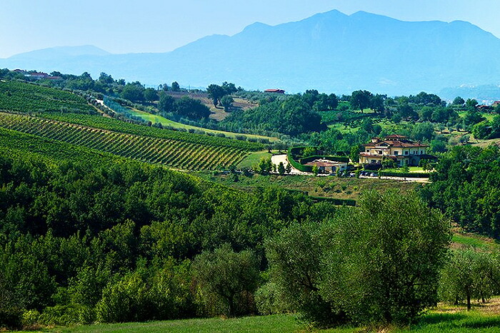 マストロベラルディーノ 畑