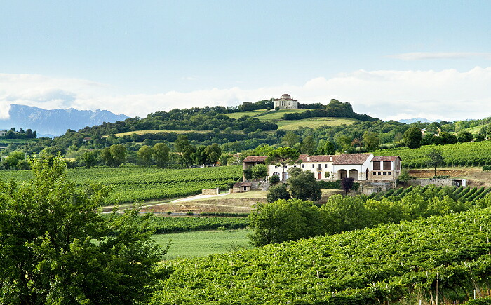 イナマ ブドウ畑