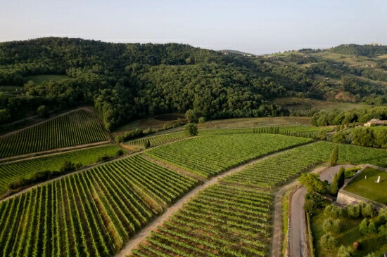 モンテヴェルティーネ 畑