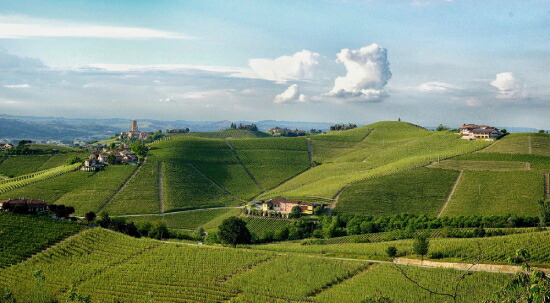 プロデュットーリ デル バルバレスコ 畑