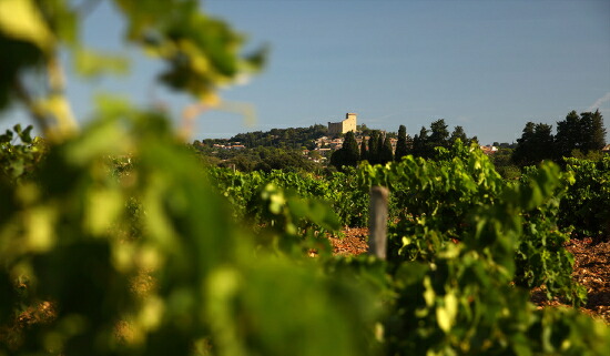 ファミーユ イザベル フェッランド (サン プレフェール) 畑