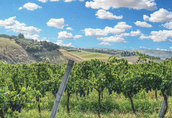 アンジェリス 畑