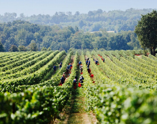 カデルボスコ畑