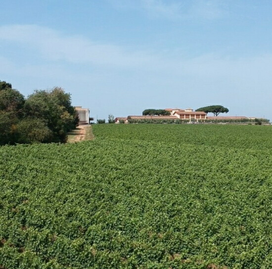 カザーレ デル ジリオ 畑