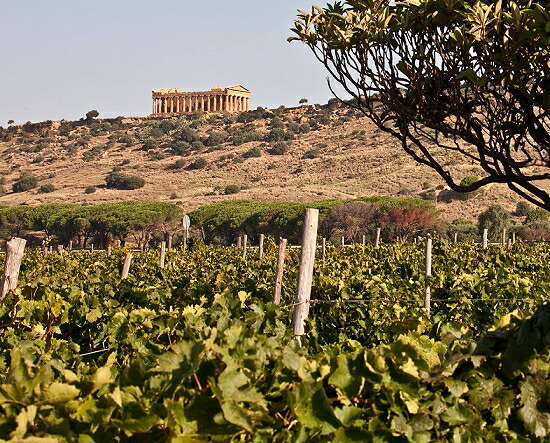 カニカッティのアグリジェントの畑