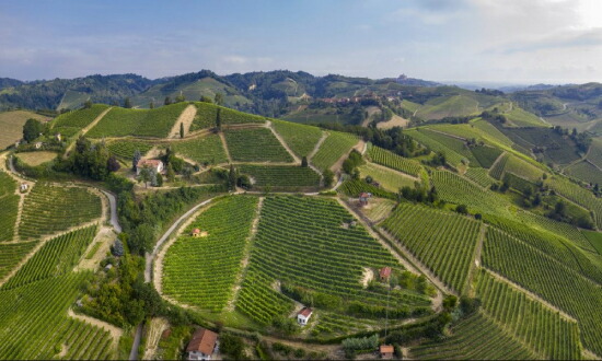 モンキエロ カルボーネ 畑