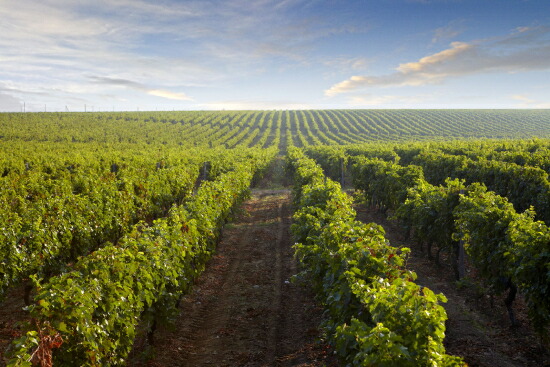 レ マンフレディ 畑