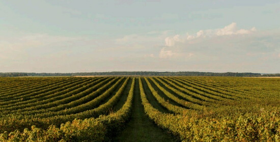 ストッコ ピアヌーレ 畑