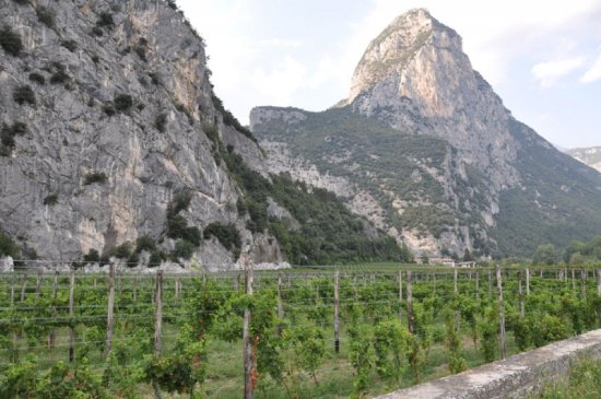 サルヴェッタの畑