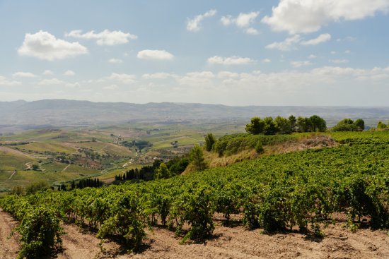 バーリョ クラトロ アリーニブドウ畑