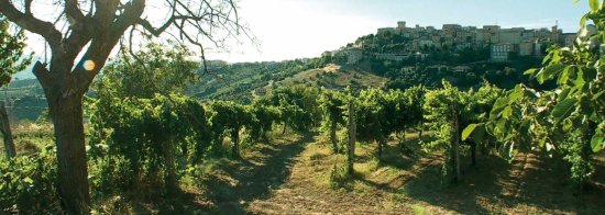 モンカロカンティーナデルピチェーノ