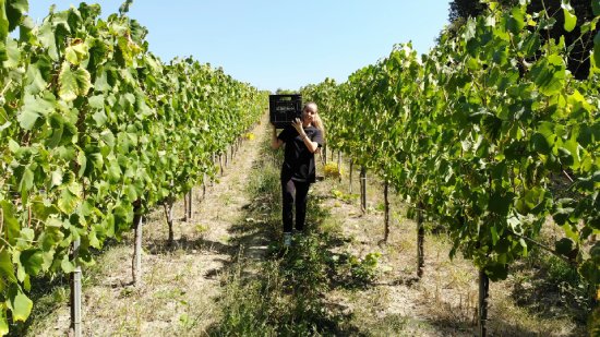 フィラドーロブドウの木の列