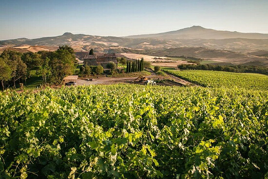 テヌータディトリノーロの畑