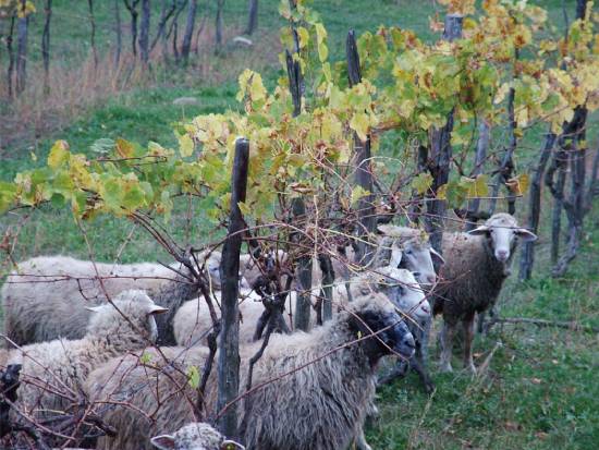 シモーネ カペッチ畑