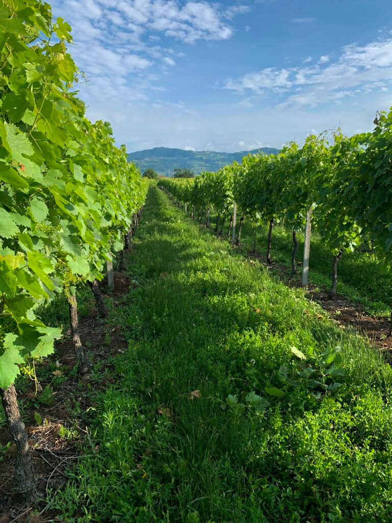 イ ステファニーニブドウ畑2