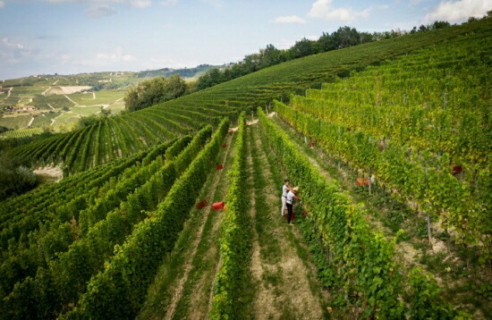 マローネ ブッシア 畑