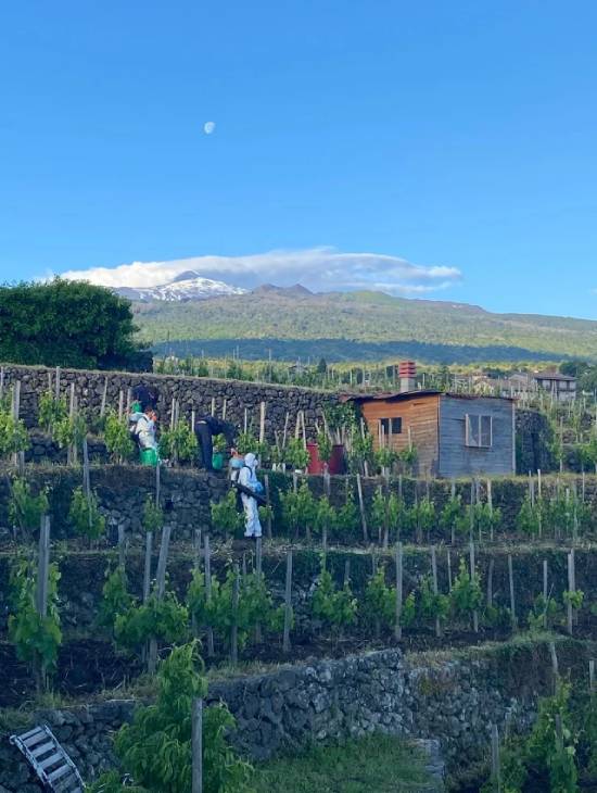 ヴィーノ ディ アンナ畑