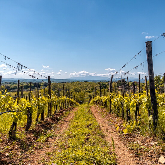 サン ジュスト 畑