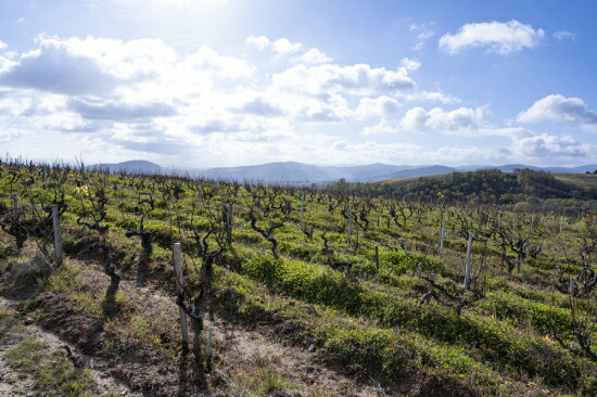 ギィ ブルトン 畑