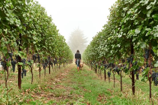 カンティーナ デル ピーノ 松の木