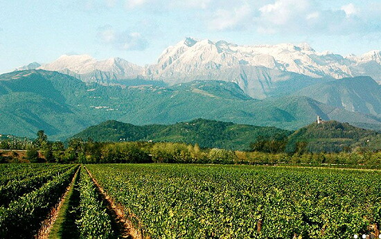 ヴィエディロマンス