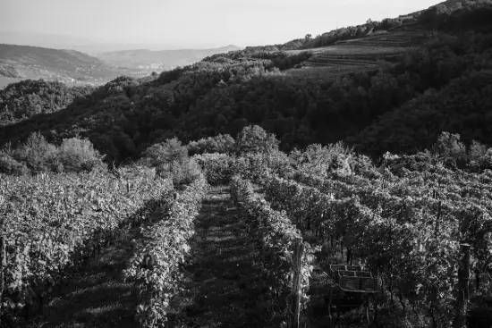 ダニエーレ ピッチニン畑